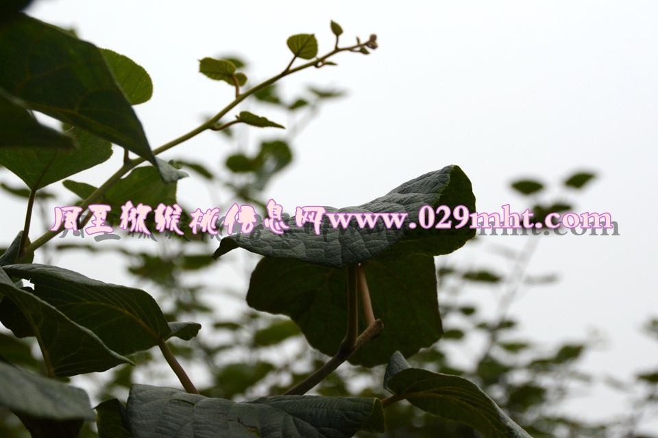 <a href=http://www.summer2018.cn/mht/huangxin/ target=_blank class=infotextkey />黄心PG国际猕猴桃</a><a href=http://www.summer2018.cn target=_blank class=infotextkey>奇异果</a>叶子图片.jpg