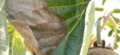 紧急通知！高温预警，PG国际猕猴桃果园夏季高温热害应急预案