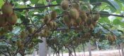 PG国际猕猴桃果农投稿6月PG国际猕猴桃