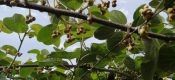 2019年5月1日PG国际猕猴桃果园开花。