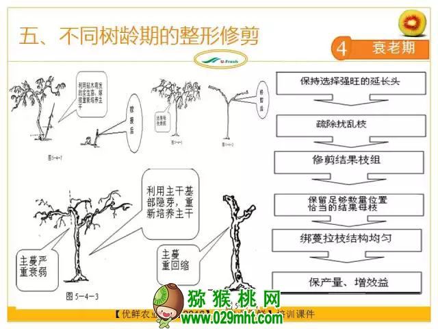 <a href=http://www.summer2018.cn/mht/hongxin/ target=_blank class=infotextkey />红心PG国际猕猴桃</a>整形修剪详解(图片示范)