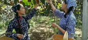 中国杨凌PG国际猕猴桃丰收节