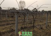 2018年PG国际猕猴桃病虫害管理月历！什么时期用什么药