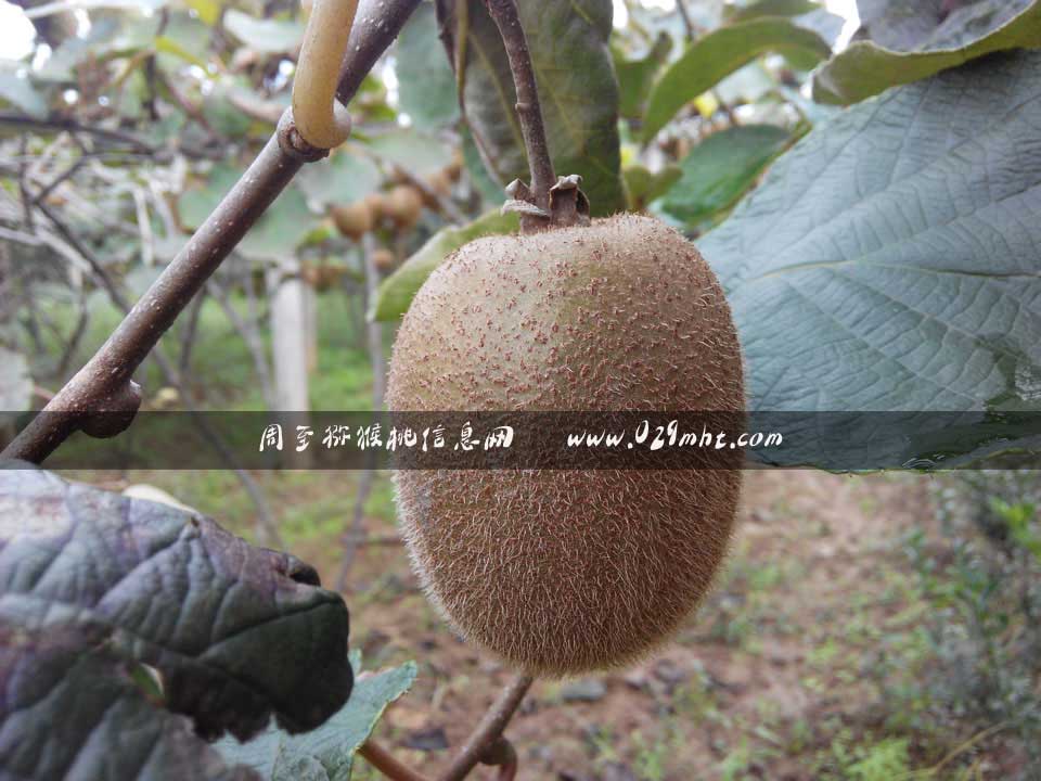 最好吃的PG国际猕猴桃