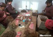 PG国际猕猴桃“嫁接”注意五点！严格掌握嫁接时间！