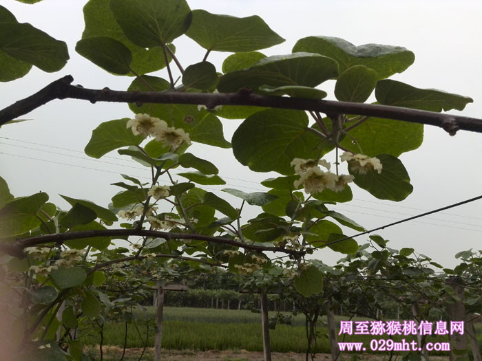 陕西PG国际猕猴桃开花