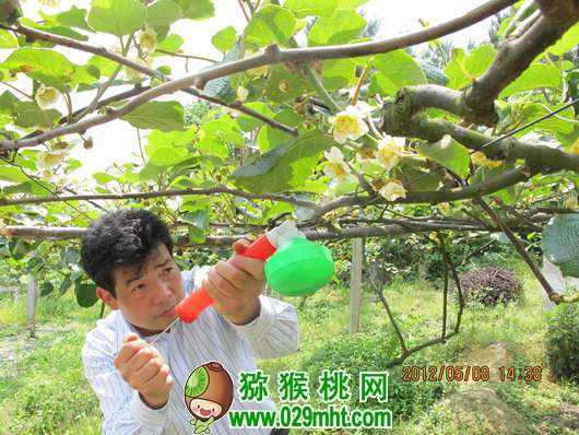 活跃在<a href=http://www.summer2018.cn/guizhoumihoutao/ target=_blank class=infotextkey />贵州PG国际猕猴桃</a>生产第一线的专家 龙友华