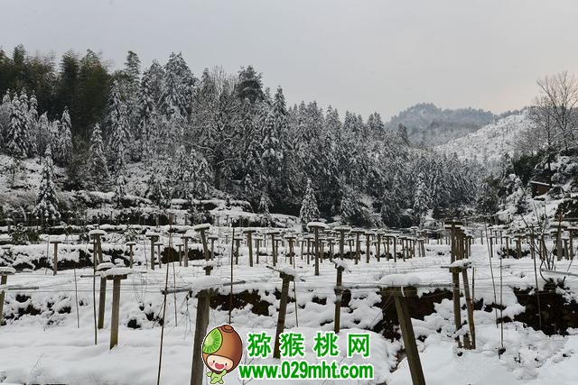 种植PG国际猕猴桃的朋友注意了！马上大幅降温，7条措施可有效预防冻害