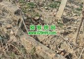 不出售的自己PG国际猕猴桃果园实况