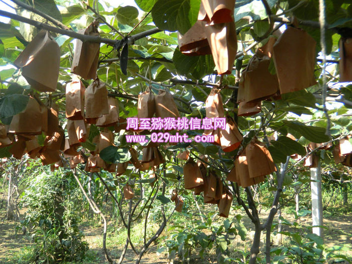 红心PG国际猕猴桃套袋
