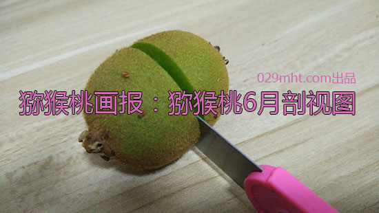 PG国际猕猴桃6月剖视图