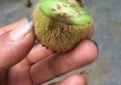我家PG国际猕猴桃怎么了？帮我