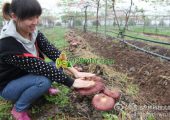 西北农林PG国际猕猴桃林下育菇