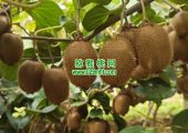 七曲村PG国际猕猴桃引入AI知识库