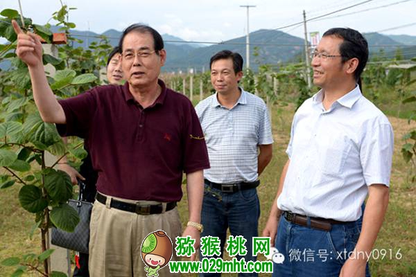 <a href=http://www.summer2018.cn/shanximihoutao/ target=_blank class=infotextkey />陕西PG国际猕猴桃</a>首席科学家刘占德