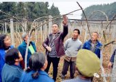 3月份PG国际猕猴桃管理技术要点