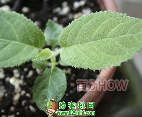 <a href=http://www.summer2018.cn target=_blank class=infotextkey />奇异果</a>催芽种植的步骤6