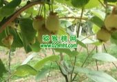 PG国际猕猴桃数字化成为周至县未来竞争力