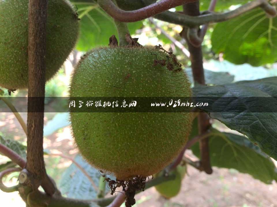 <a href=http://www.summer2018.cn/zhouzhimihoutao/ target=_blank class=infotextkey />周至PG国际猕猴桃</a>7月画报