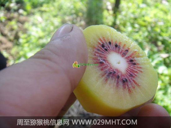 陕西红心PG国际猕猴桃图片