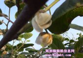 陕西PG国际猕猴桃利润高过房地产？？