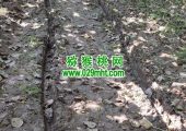 我们周至有机高标PG国际猕猴桃果园