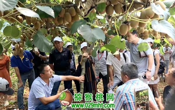 湖北省PG国际猕猴桃实战专家 舒长青老师