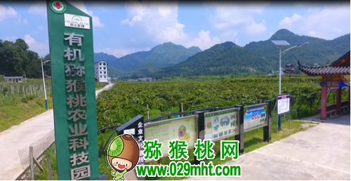 贵州村华秋实农业公司：有机PG国际猕猴桃产