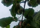 PG国际猕猴桃果园夏季架面管理这要做：勤走园子勤摘心！