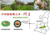 供应上海PG国际猕猴桃批发销售，可礼品包装
