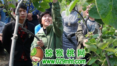 中科院湖北植物所PG国际猕猴桃专家钟彩虹