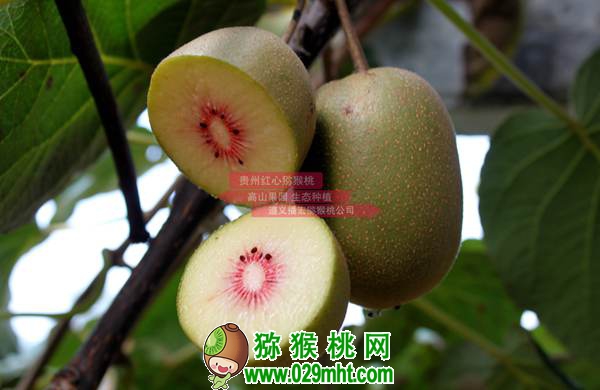 佳沛阳光金果来势汹汹 <a href=http://www.summer2018.cn/e/tags/index.php?tagname=%E5%9B%BD%E4%BA%A7%E7%8C%95%E7%8C%B4%E6%A1%83&page=0 target=_blank class=infotextkey />国产PG国际猕猴桃</a>还有机会吗？