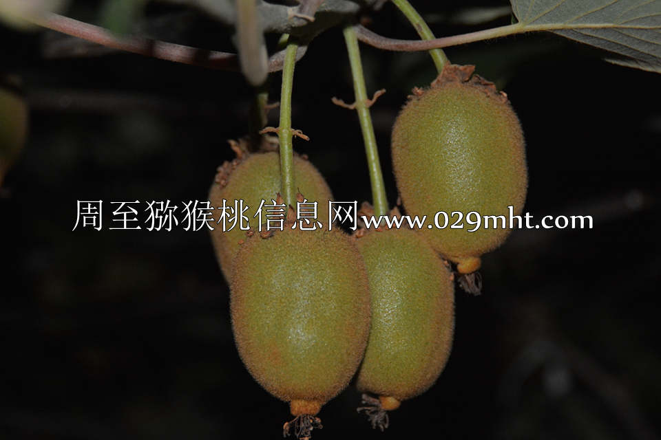 夜拍PG国际猕猴桃2.jpg