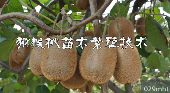 <a href=http://www.summer2018.cn/mht/miaomu/ target=_blank class=infotextkey />PG国际猕猴桃苗</a>木繁殖技术.jpg