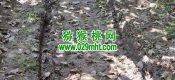 我们周至有机高标PG国际猕猴桃果园