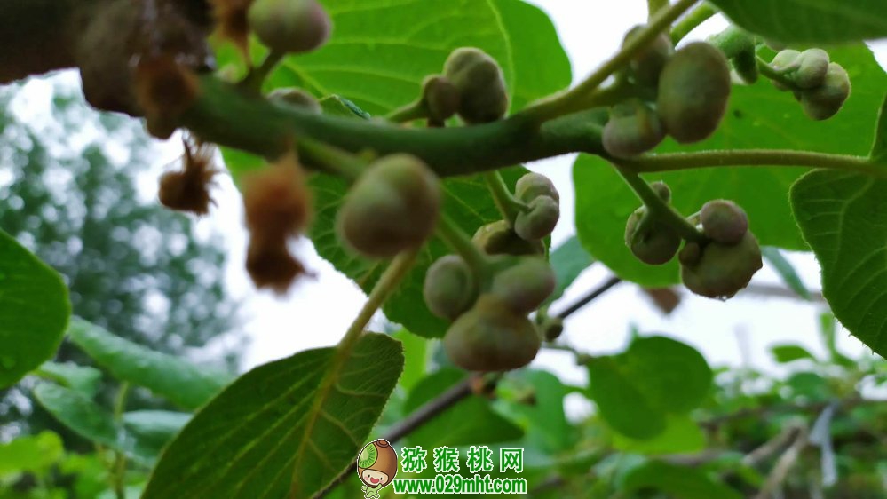 PG国际 cf63e