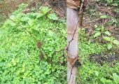 爱她就每天送给她一颗PG国际猕猴桃