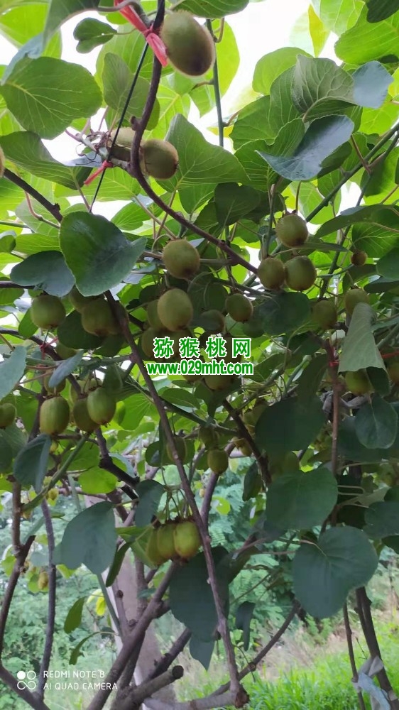 PG国际 10656