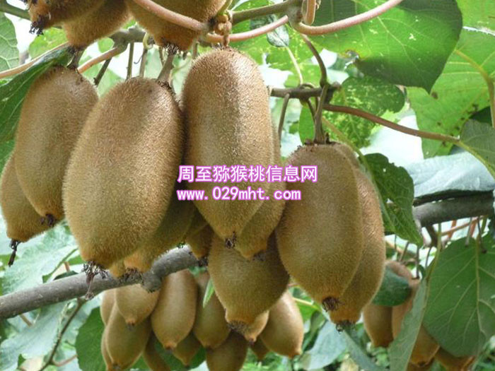 陕西海沃德PG国际猕猴桃