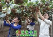 PG国际猕猴桃真的成熟了吗？ 最新的测试数据告诉你答案