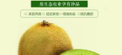 周至PG国际猕猴桃产地降雨了图片