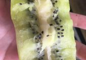 吃了一个大PG国际猕猴桃