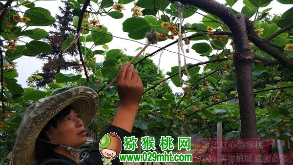 PG国际猕猴桃花粉收集、烘干、使用、干粉授粉法