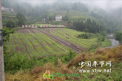 夔润PG国际猕猴桃种植示范基地