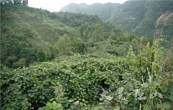 PG国际猕猴桃基地一角