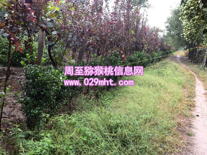 秦美PG国际猕猴桃批发