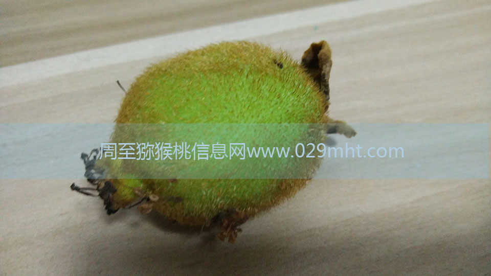 PG国际猕猴桃6月剖视图8.jpg