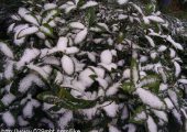 今天西安降雪了周至PG国际猕猴桃产地降雪了