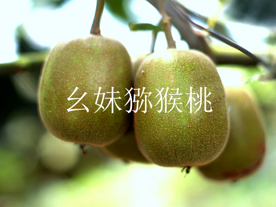 四川PG国际猕猴桃高清有码图片
