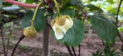 陕西周至PG国际猕猴桃5月花开画报